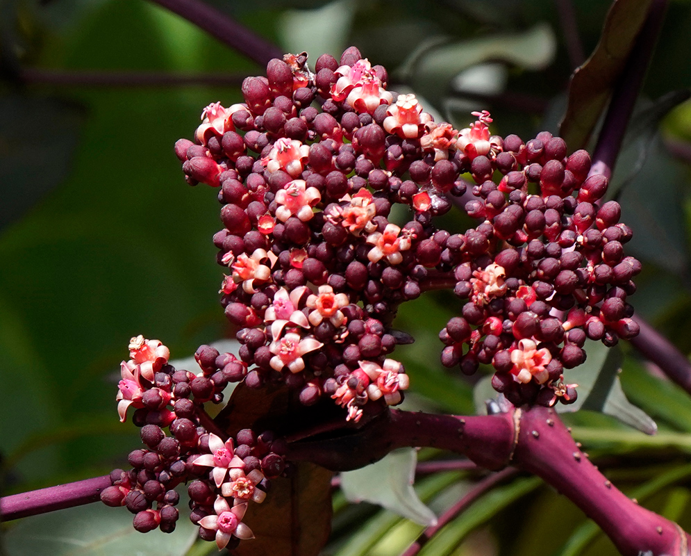 Leea coccinea Flowers Bright reddish-purple inflorescence of Leea coccinea with tiny clustered flowers and unopened buds, set against glossy foliage
