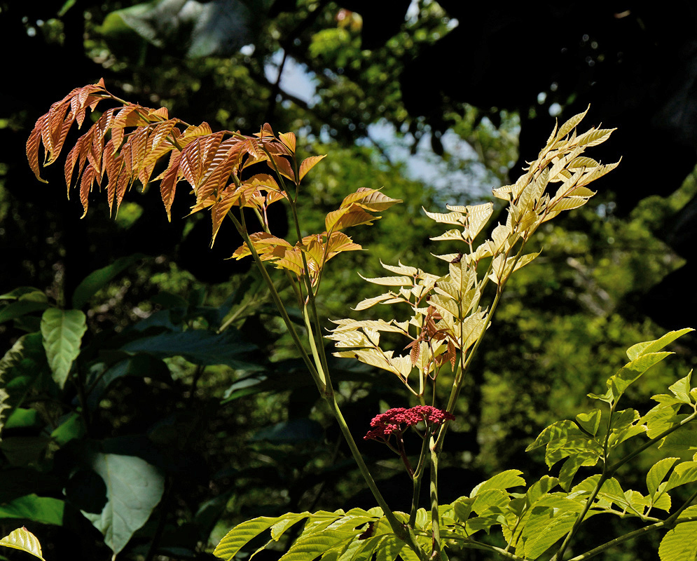 Leea guineensis has copper colored new compound leaves rising above mature green foliage