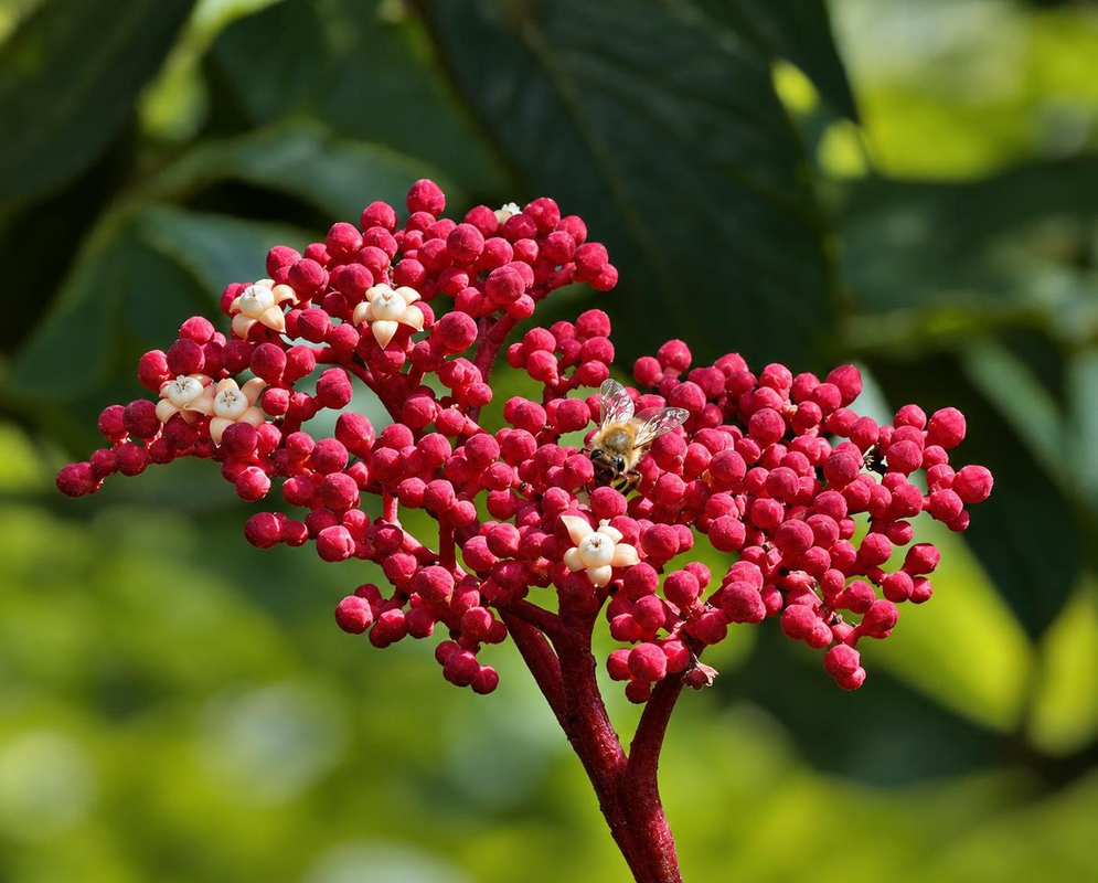 Leea guineensis Crimson Bud Flower Cluster Leea guineensis has a branching red stalk carrying dense clusters of rounded crimson buds and small pale flowers