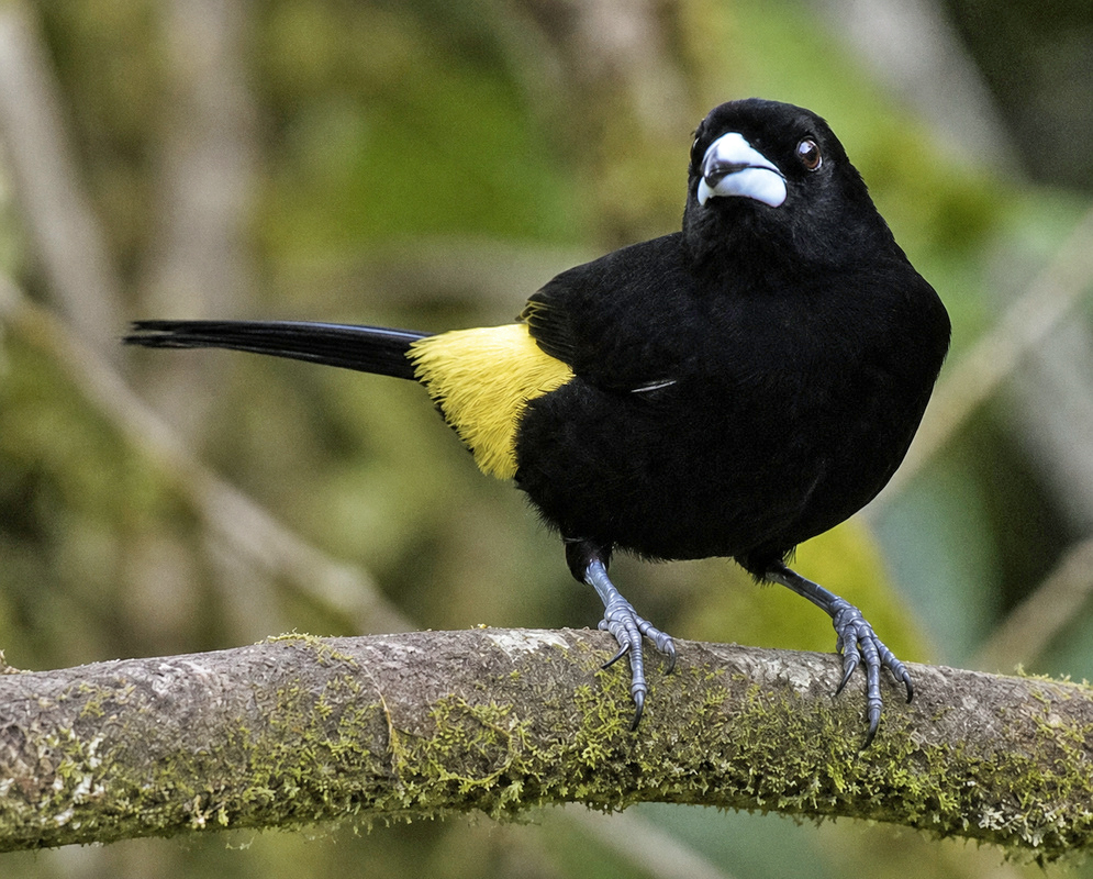 Ramphocelus icteronotus Lemon Rumped Tanager A Ramphocelus icteronotus shown as the lemon rumped tanager in a clear view with its characteristic plumage visible