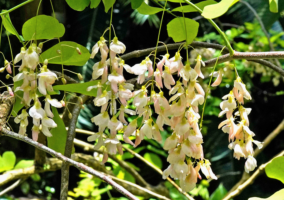 Long hanging Lennea melanocarpa clusters carry cream flowers with pale pink markings