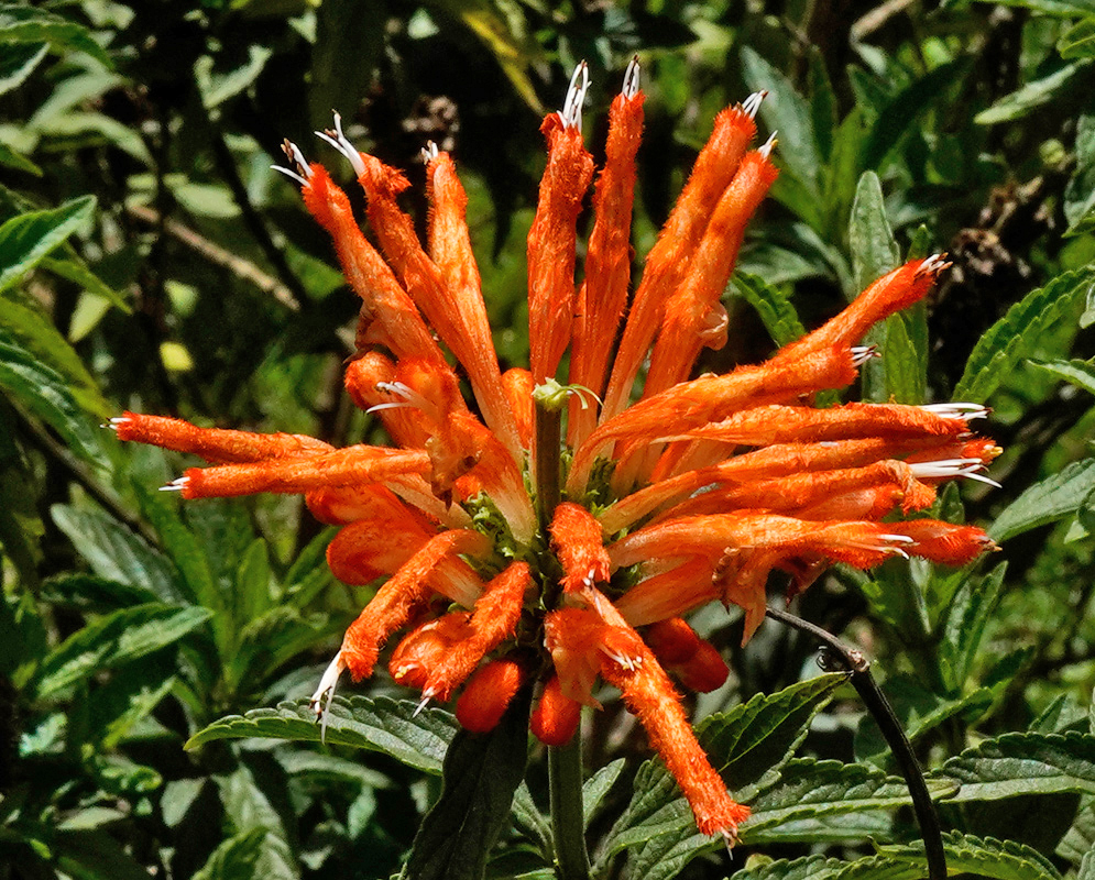 Leonotis leonurus Flowers Orange A striking radial arrangement of orange Leonotis leonurus flowers with long, fuzzy petals and white-tipped stamens surrounded by textured green leaves