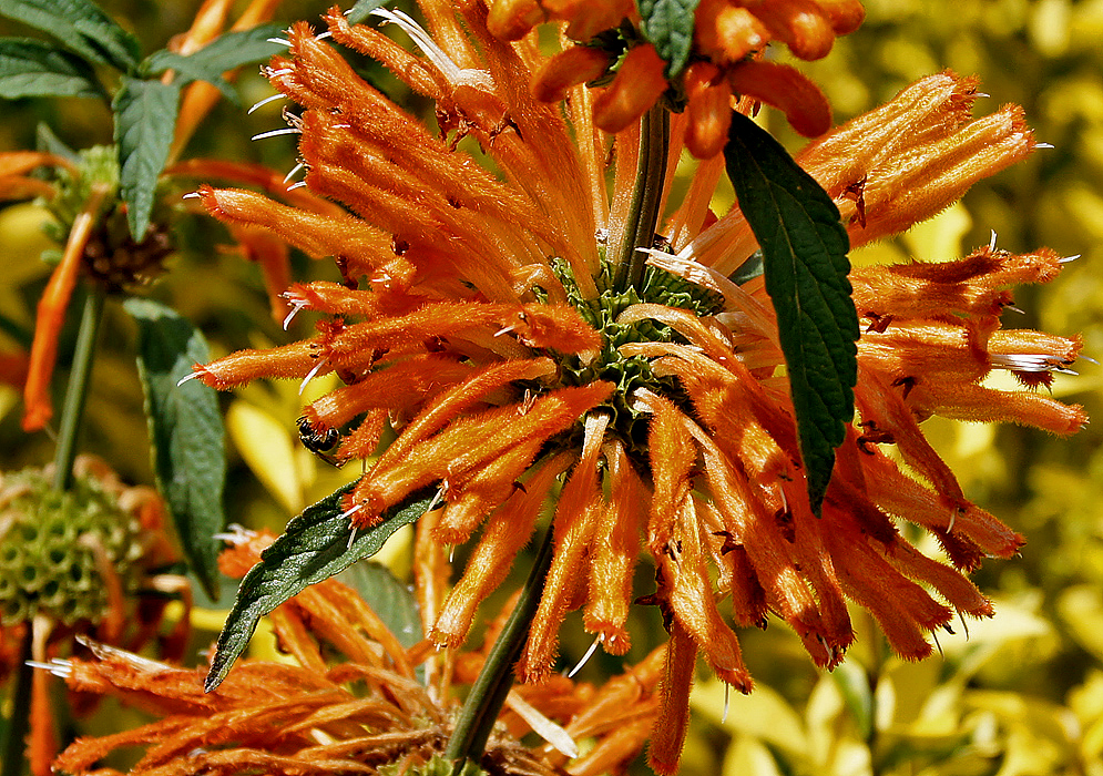 A Leonotis leonurus whorl with bright orange flowers and white filaments in sunlight
