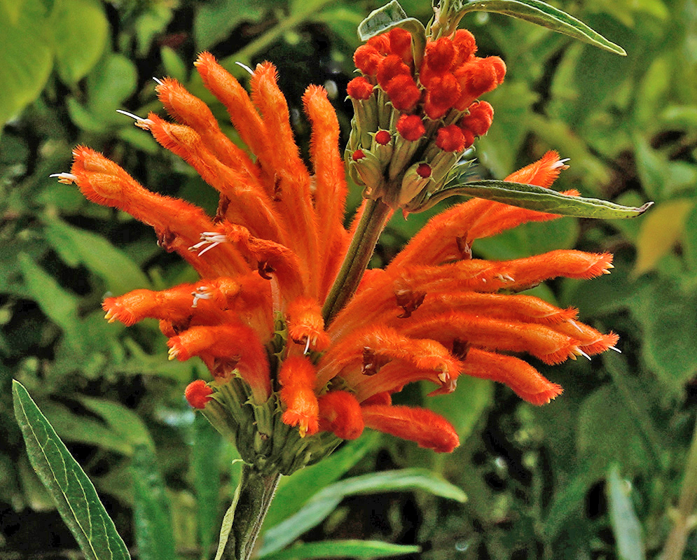 Leonotis leonurus Orange Flowers A vibrant cluster of fuzzy, tubular orange Leonotis leonurus flowers with unopened buds emerging at the top against a backdrop of green foliage