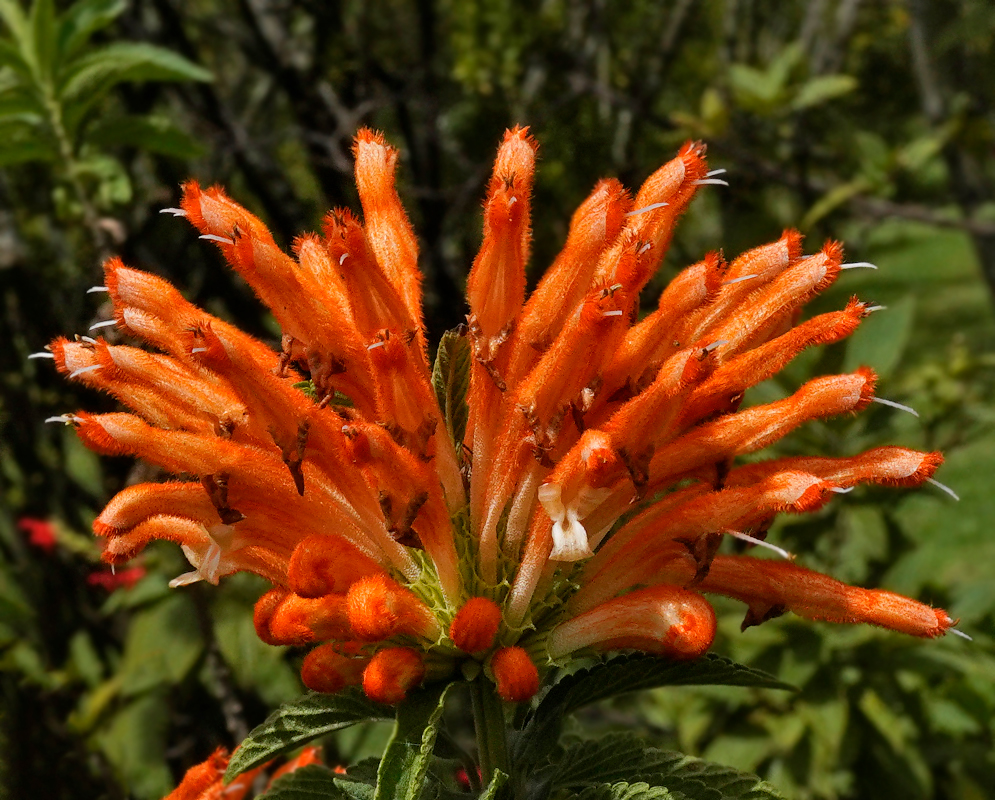 A Leonotis leonurus branch with four whorls of orange flowers