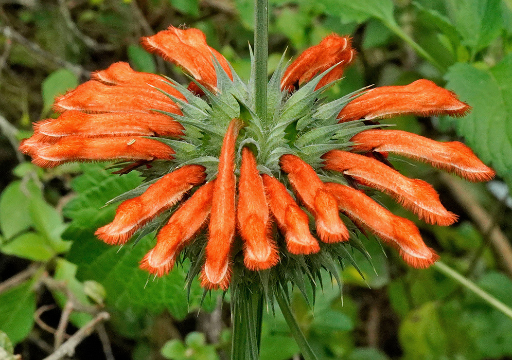 Leonotis nepetifolia has orange hairy tubular flowers spreading in a rounded whorl around a green stem
