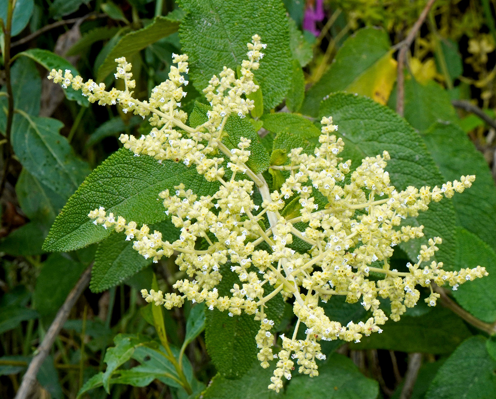 Lepechinia betonicifolia Branching Cream Flower Clusters Lepechinia betonicifolia has branching cream flower clusters above broad green leaves