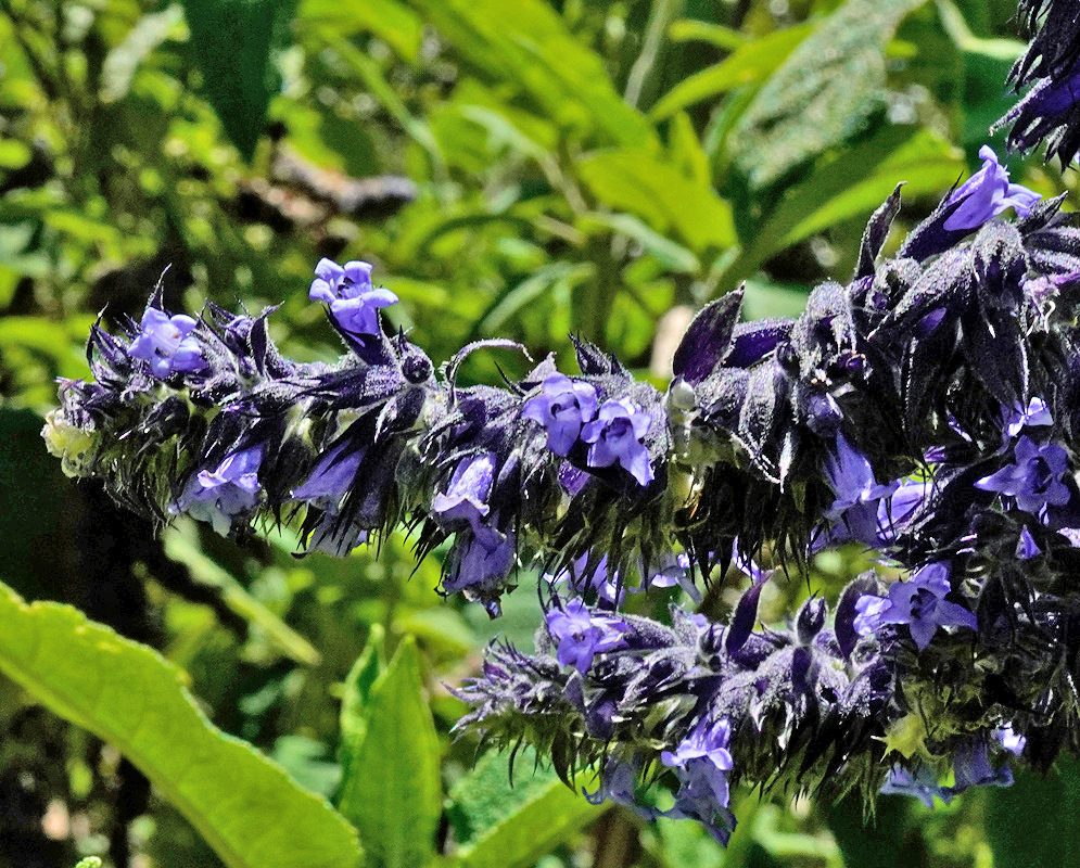 Lepechinia salviifolia Flowers A dense spike of Lepechinia salviifolia flowers with fuzzy dark purple bracts and small blue-violet blossoms blooming along a curved stem