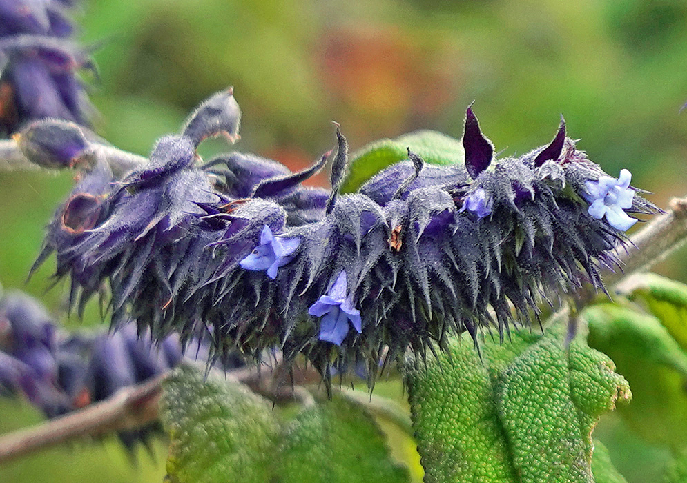 Lepechinia salviifolia Blue Inflorescence An arched flowering spike of Lepechinia salviifolia with purple-green bracts and emerging pale blue flowers, set against fuzzy green foliage