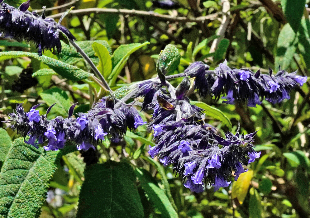 Lepechinia salviifolia Plant A Lepechinia salviifolia branch with clusters of soft blue-violet tubular flowers surrounded by coarse green leaves and dark calyces