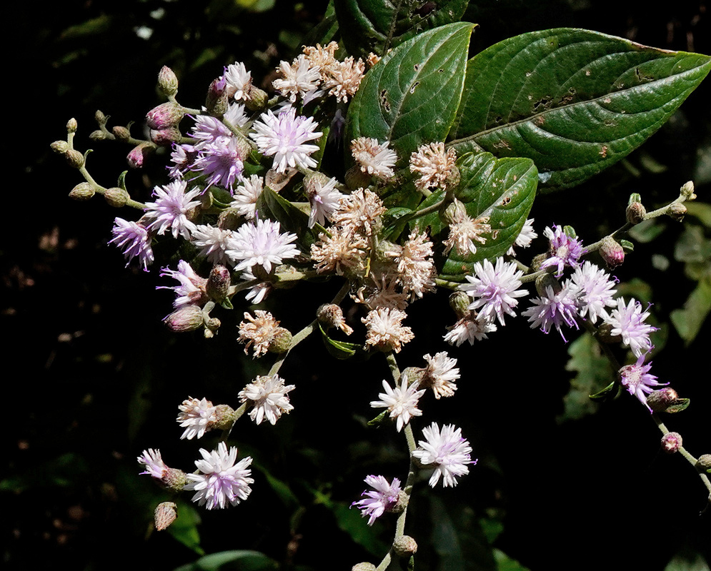 Lepidaploa canescens has branching clusters of small pale lavender flower heads beside broad strongly veined green leaves