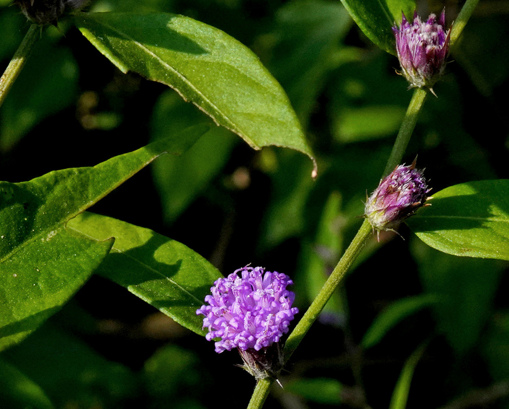 Lepidaploa gracilis has a small purple flower head and elongated purple buds among narrow pointed green leaves