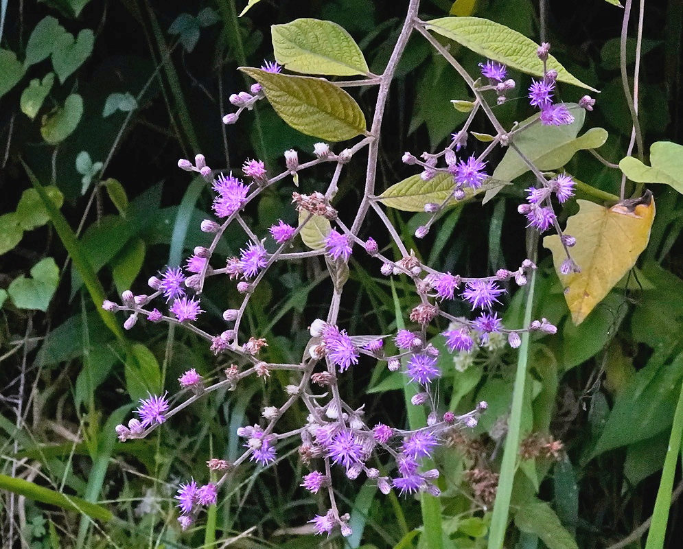 Lepidaploa trilectorum plant habit and foliage