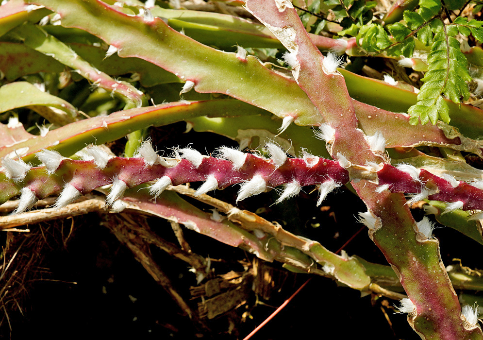 Lepismium cruciforme has branching angled green stems with reddish edges and tufts of white hairs at the areoles