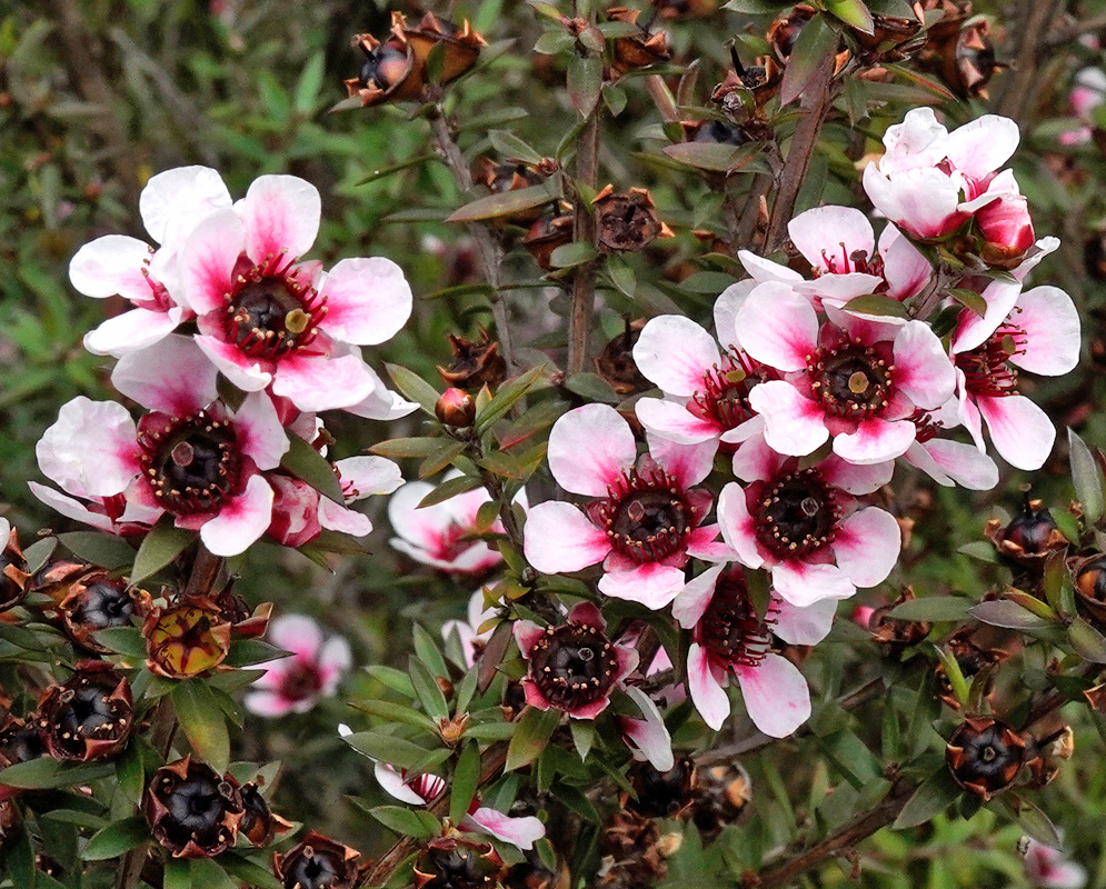 A dense cluster of small pink flowers with deep red centers blooming along the slender branches of the Leptospermum scoparium shrub