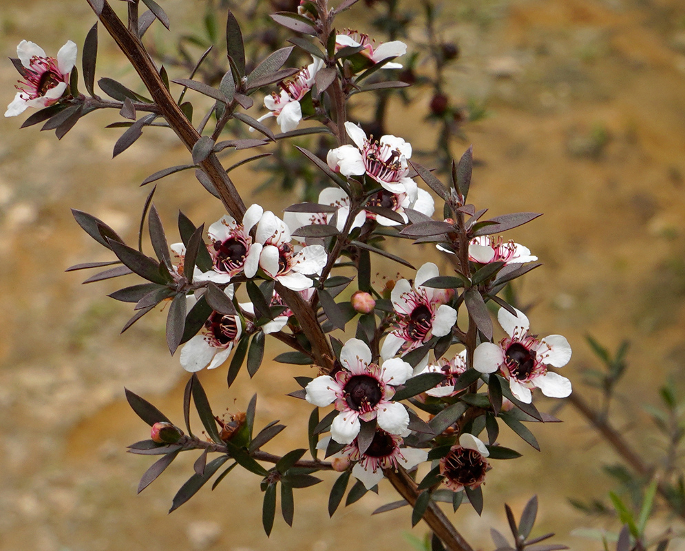 White Leptospermum scoparium flowers with dark centers and fine red stamens lining the branches of a woody shrub