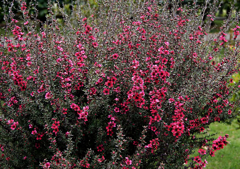 A Leptospermum scoparium  shrub with red flowers