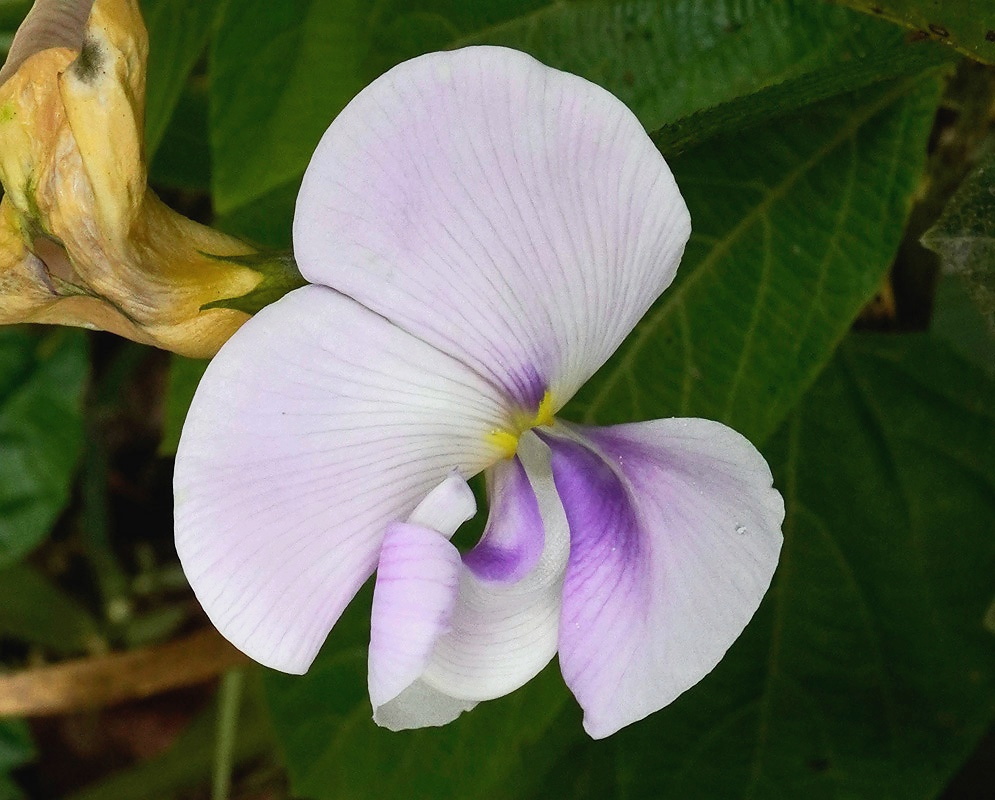 Leptospron adenanthum plant habit and foliage