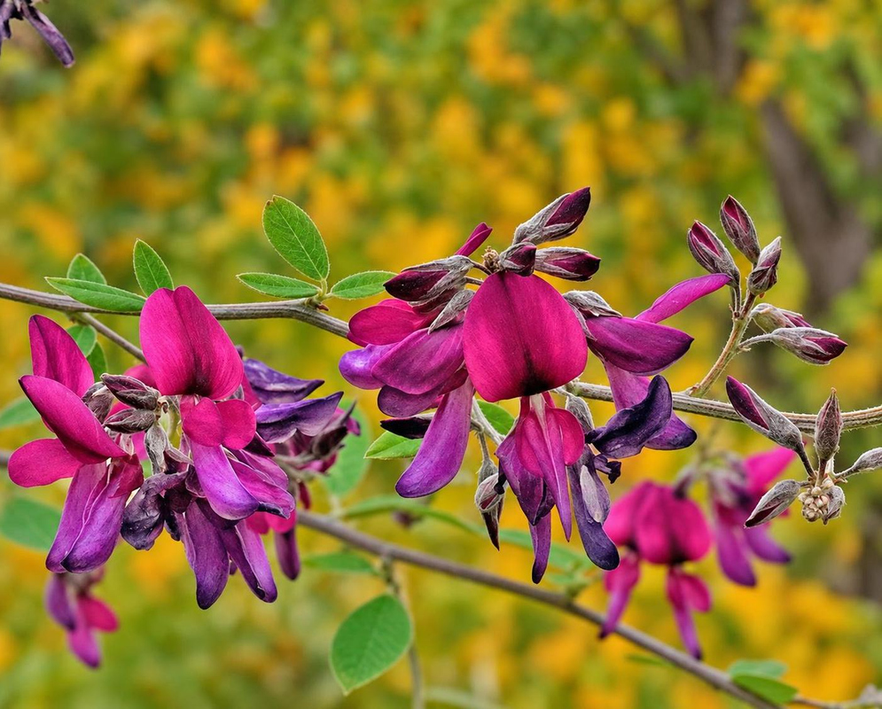 Lespedeza thunbergii Gibraltar has vivid magenta pea shaped flowers and pointed buds along a slender arching stem