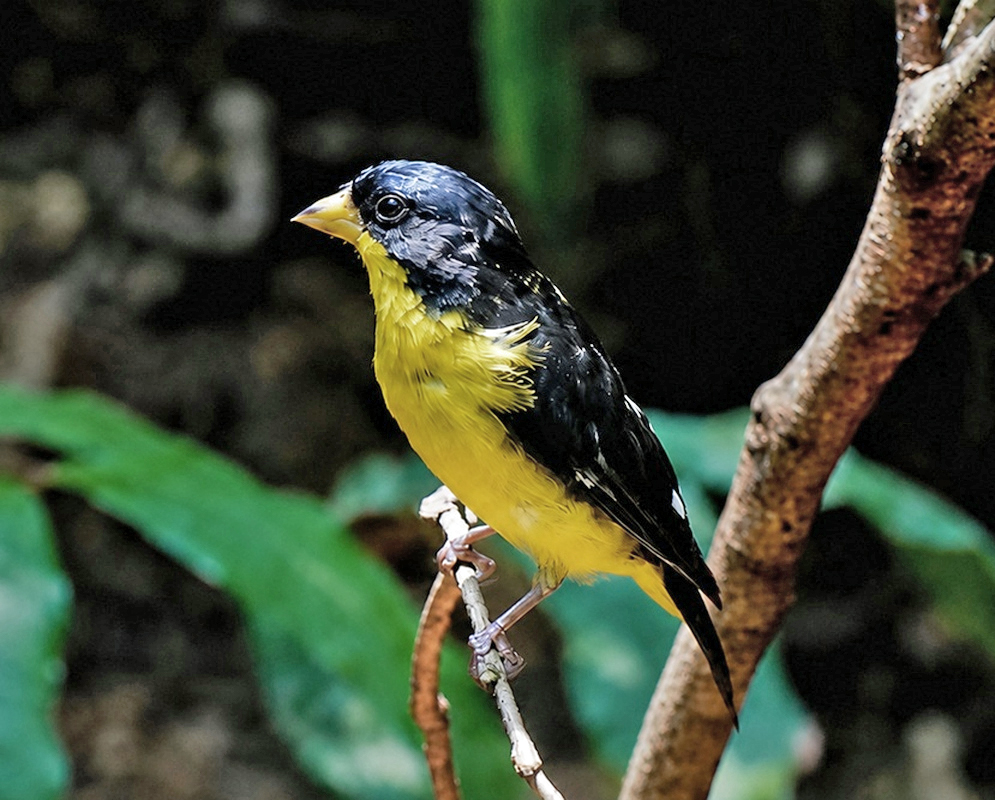 A Spinus psaltria shown as the lesser goldfinch in a clear view with its characteristic plumage visible