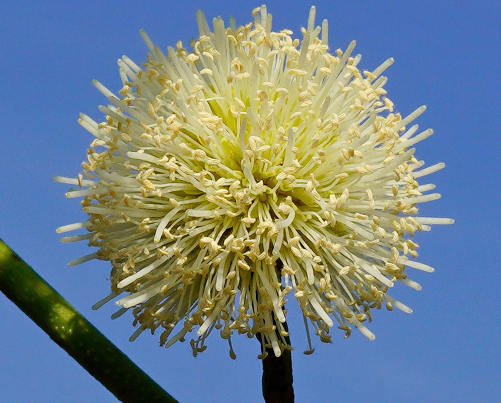 Leucaena leucocephala has a spherical cream white flower head made of numerous fine projecting stamens