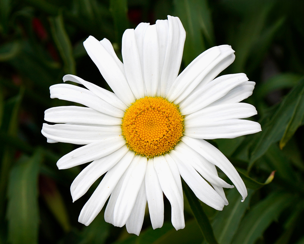 Leucanthemum Lucille Grace has a white daisy flower with overlapping elongated rays surrounding a golden yellow center
