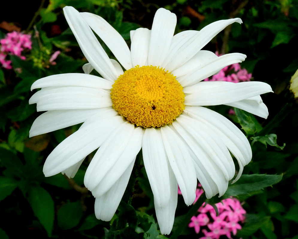 Leucanthemum maximum has a broad white daisy flower with a domed golden center and long spreading rays