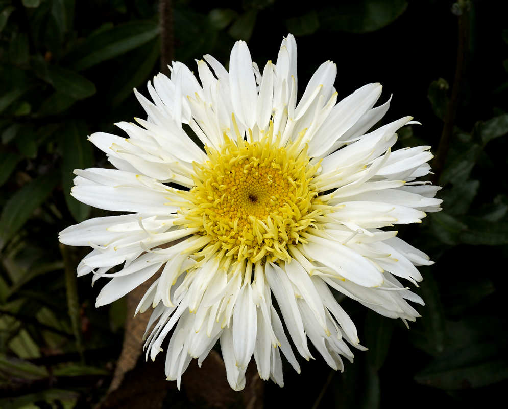 A white Leucanthemum × superbumflower with fringed petals and a yellow disk