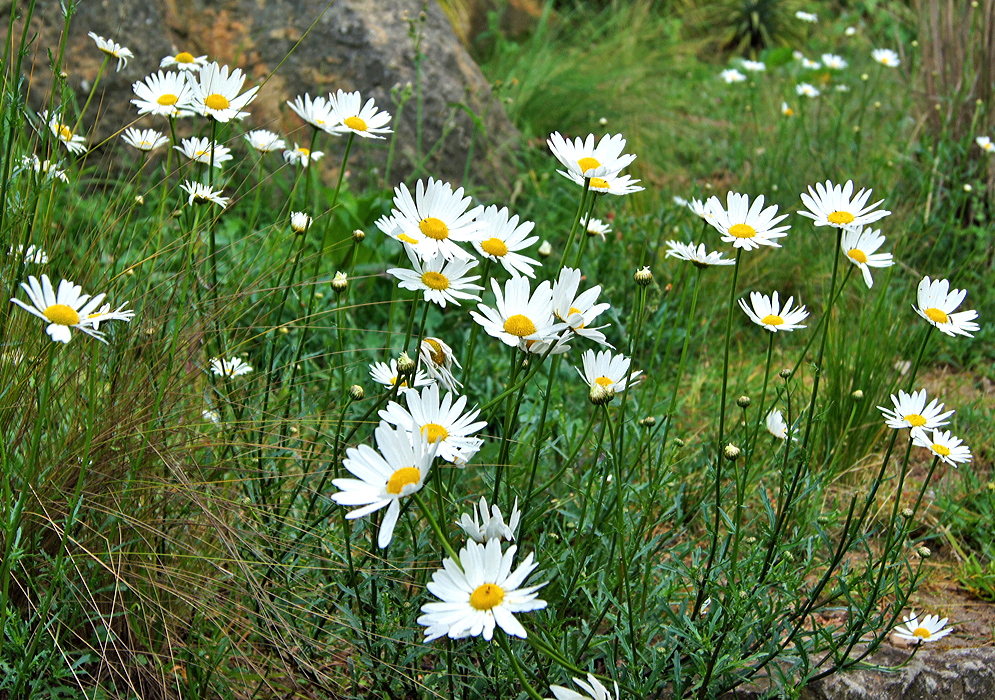 White Leucanthemum vulgare petals with a yellow disk