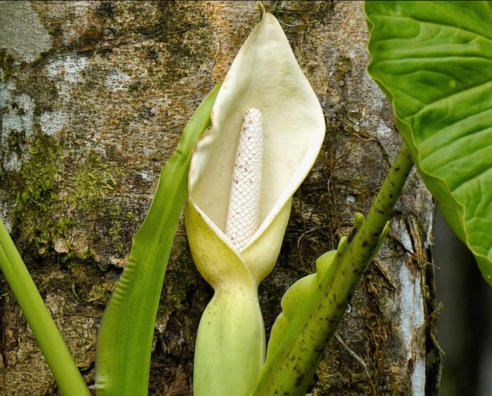 Leucocasia gigantea has an erect creamy white spathe surrounding a pale spadix above a green enclosed lower chamber