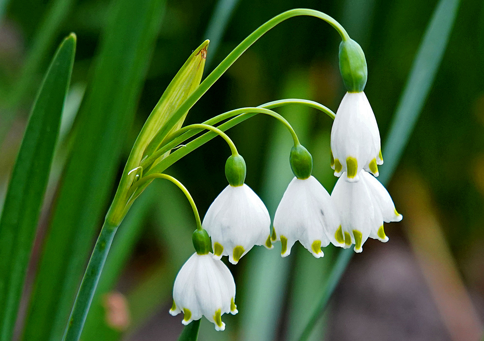 Five white, drooping bell-shaped Leucojum aestivum flowers with green tip petals