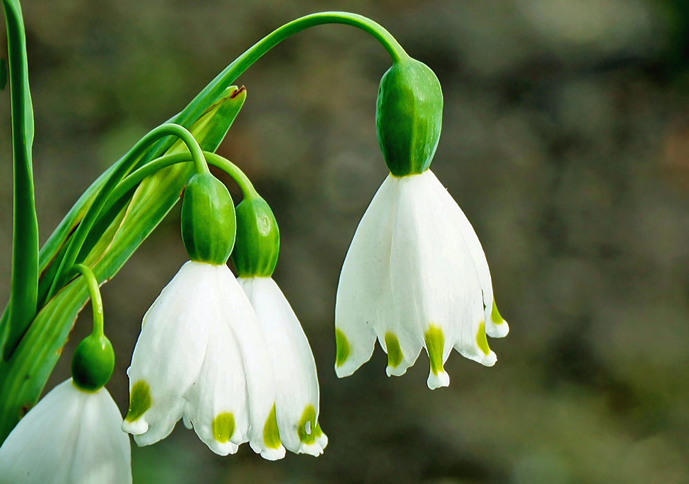 White, drooping bell-shaped Leucojum aestivum flowers with green tip petals