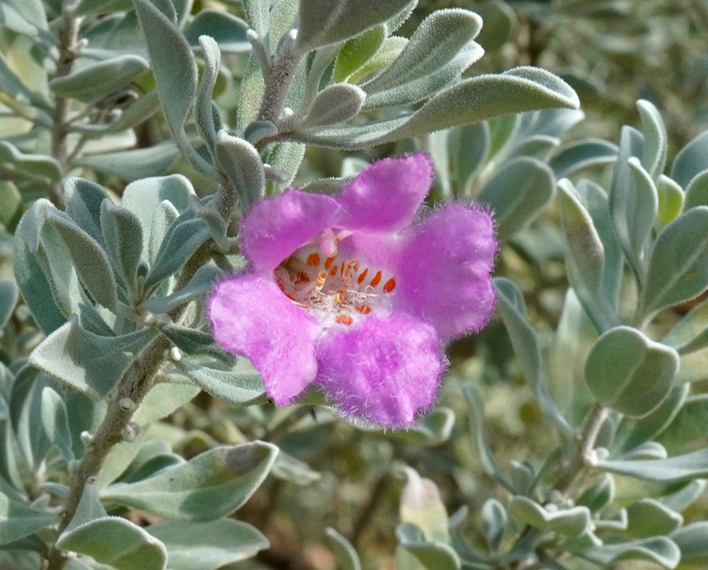 A blooming pink Leucophyllum frutescens flower framed by soft, silvery leaves on a sunny day