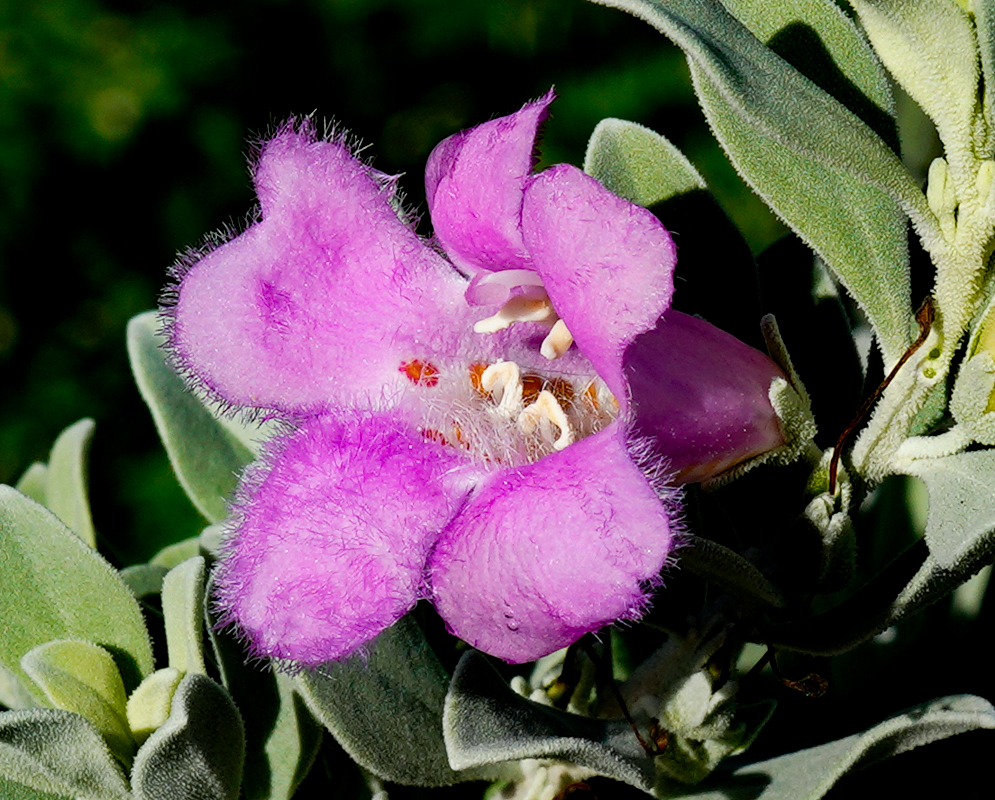Leucophyllum frutescens pink flower