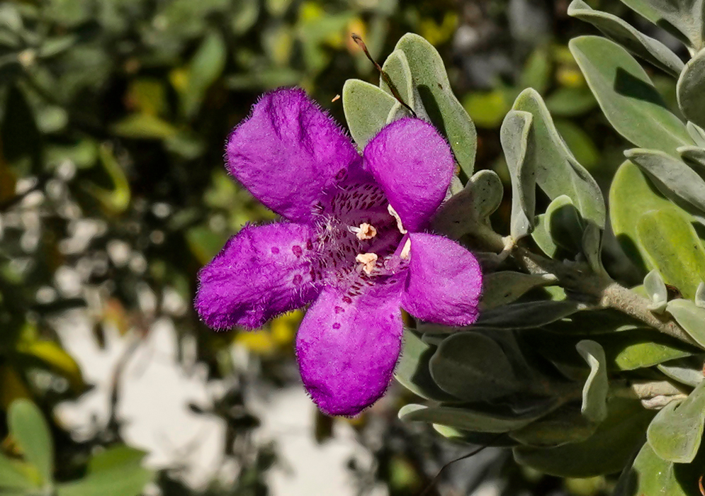 Dark purple Leucophyllum frutescens flower