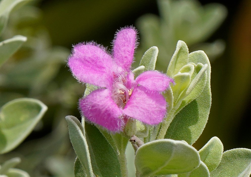 Leucophyllum frutescens flower with velvety purple petals and fuzzy green leaves in bright sunlight