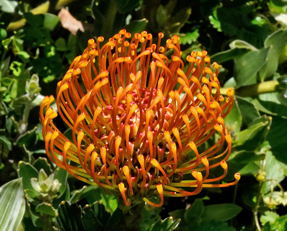 Leucospermum praecox has an orange pincushion flower head with curved styles and rounded pollen presenters