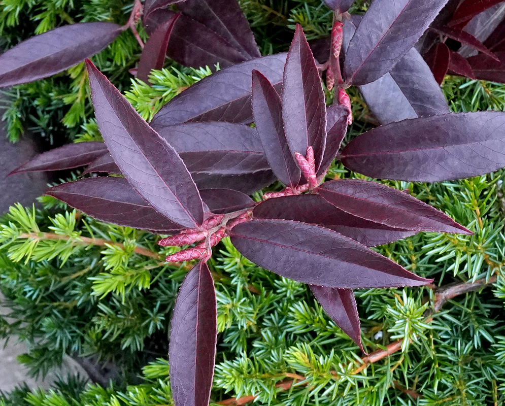 Leucothoe fontanesiana has narrow pointed burgundy leaves clustered along reddish stems among surrounding green foliage