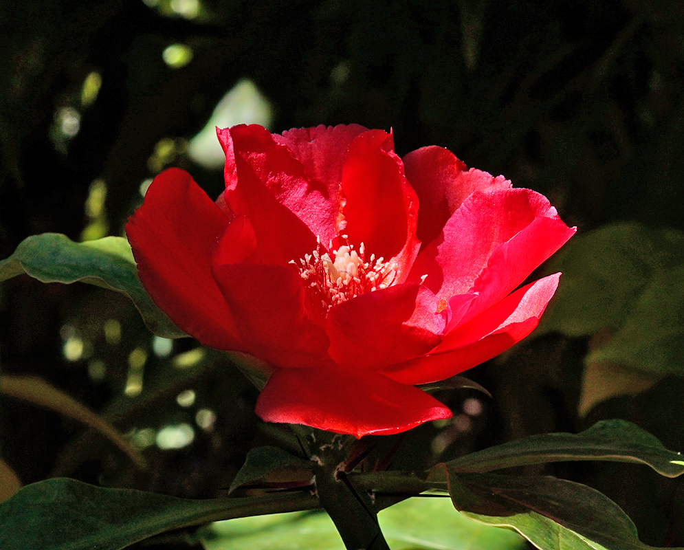 Close-up of a vibrant red Leuenbergeria bleo flower blooming under soft light, surrounded by glossy green leaves