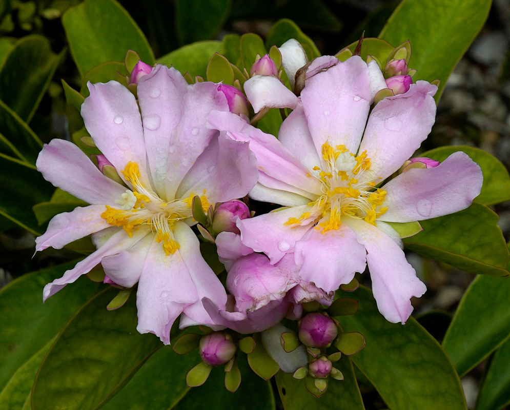 Cluster of delicate pink Leuenbergeria bleo flowers with yellow stamens, partially covered in dew and set against lush green foliage
