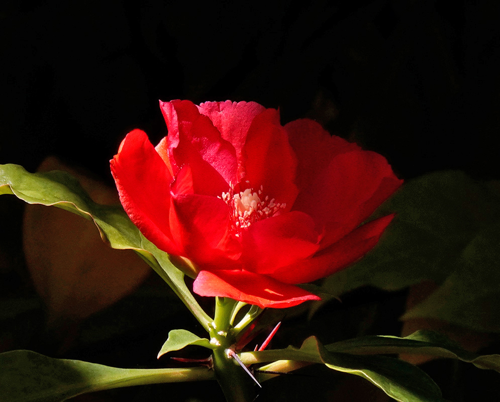 Bright red Leuenbergeria bleo flower glowing in a shadowed garden, its petals open wide and center densely packed with white stamens