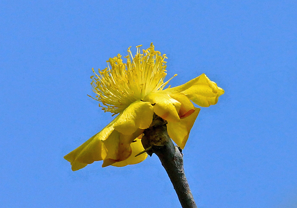 A yellow Leuenbergeria guamacho flower under blue sky