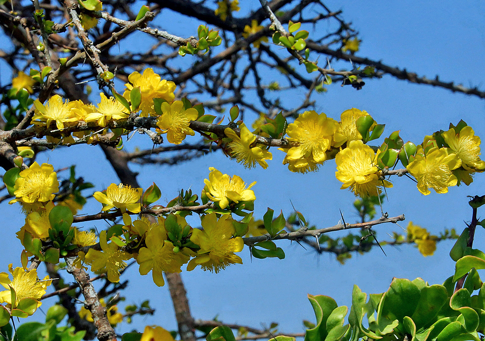 Leuenbergeria guamacho branches with yellow flowers under blue sky