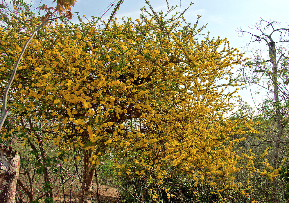 A Leuenbergeria guamacho tree covered in yellow flowers