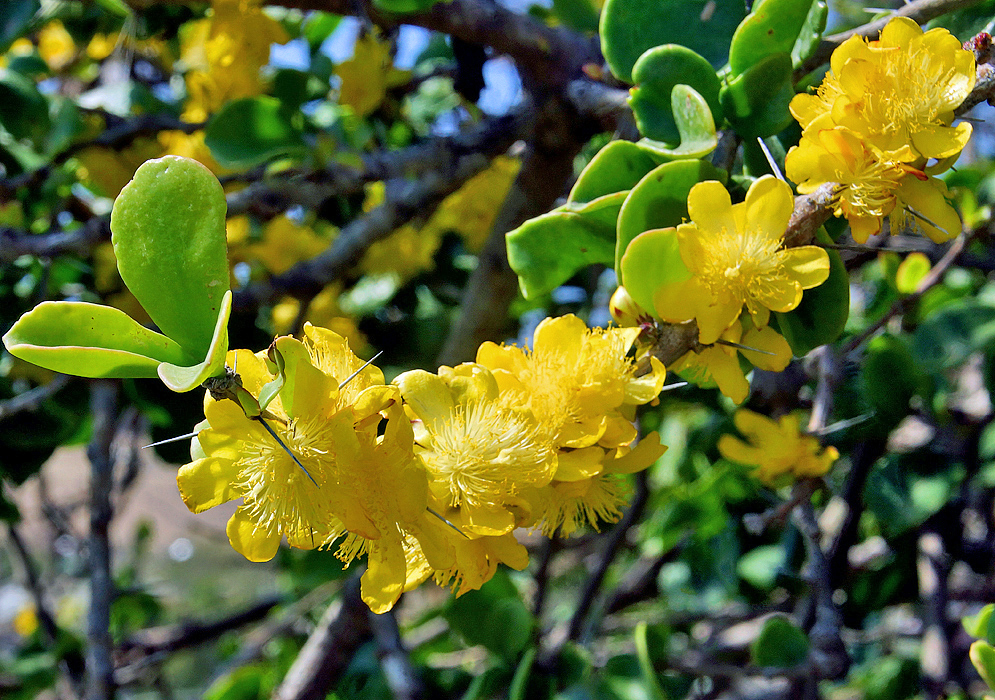 A Leuenbergeria guamacho branch with yellow flowers in long spikes