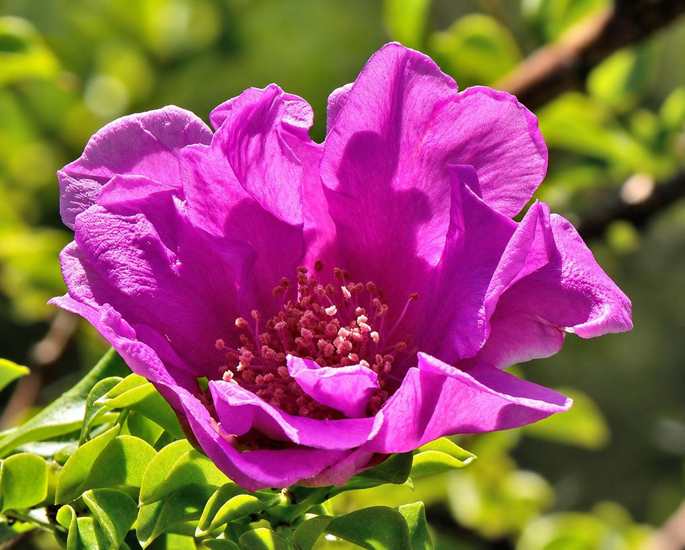 Leuenbergeria portulacifolia has a bright magenta pink flower with broad ruffled petals above small green leaves