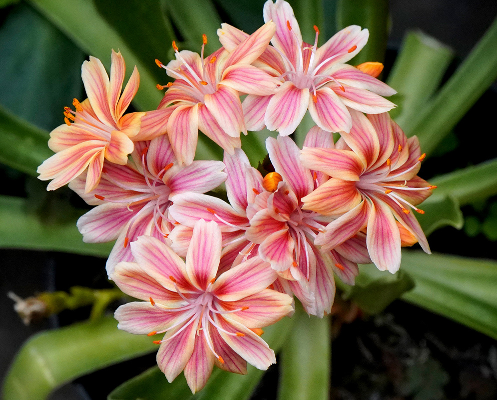 Lewisia cotyledon has a cluster of pink and cream striped flowers with yellow orange stamens