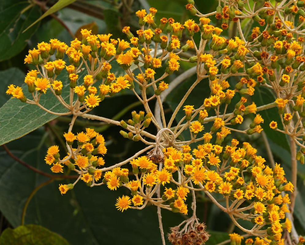 Liabum stipulatum has dense branching clusters of small yellow daisy flower heads on pale slender stalks