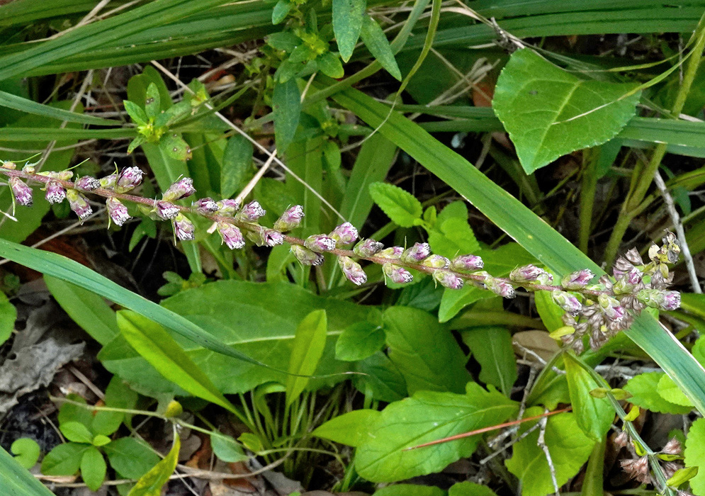 Small pale pink Liatris elegantula flowers line slender stems among narrow green leaves