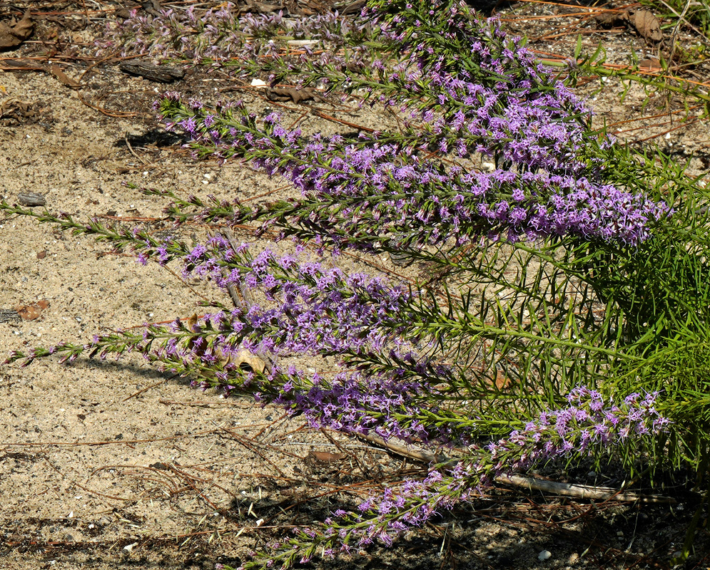 Liatris gracilis has slender leaning stems carrying loose arrays of small purple flower heads above sandy ground